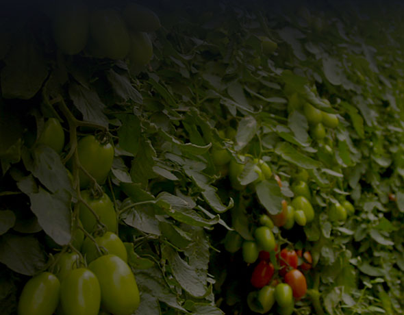 Tomatoes growing on a wall