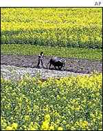 Chinese farmer