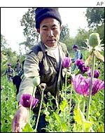 Thai poppy field