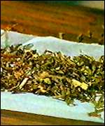 Cannabis