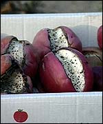 Sprayed fruit TVE