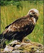 Island bird