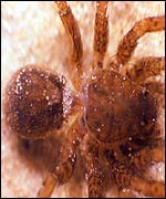 Spider, RSPB