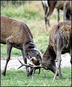 Red deer 