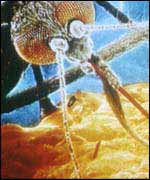 Malarial mosquito