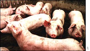 Pigs