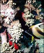 Reef PA