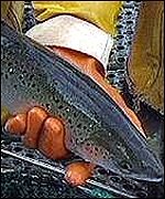 Salmon