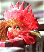 Chicken 