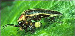 Firefly
