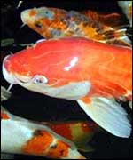 Koi