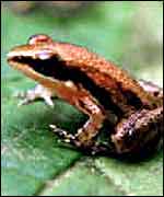 Frog
