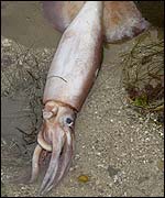 Jumbo flying squid