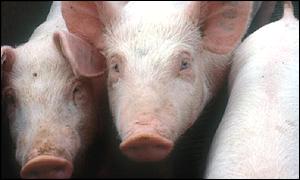 Pigs