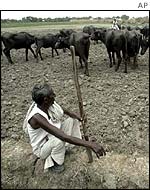 An Indian farmer 