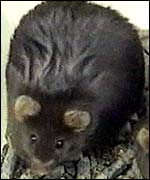 Mouse
