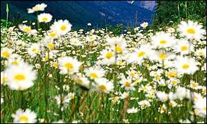 daisies