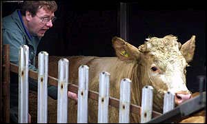 Cattle in market
