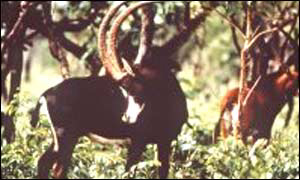 Giant Sable