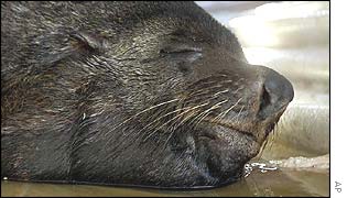 Gaston the seal