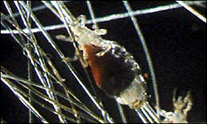 Louse