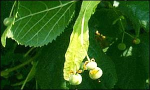 Lime leaf