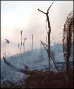 Burning forest