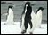 Penguins