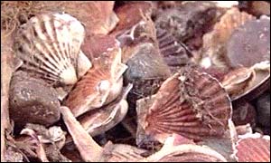 Scallops