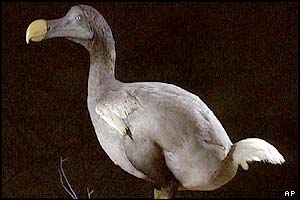 Dodo