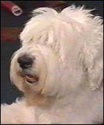 Jacqui's dog