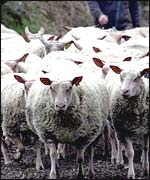 Sheep