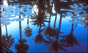 Palms in Marrakesh