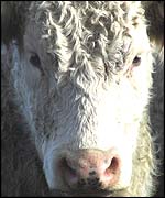 Cow