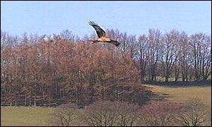 Red Kite flying