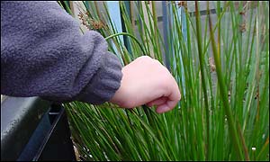 Sensory garden