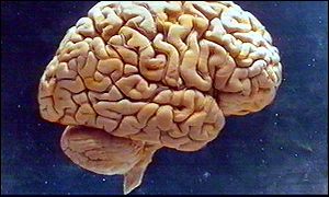 Brain