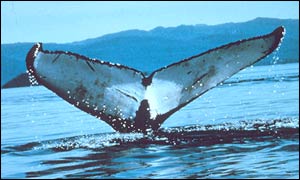 Whale, Noaa