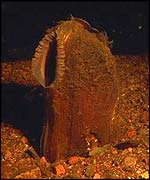 Pearl mussel