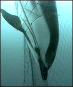 Dolphin caught in net