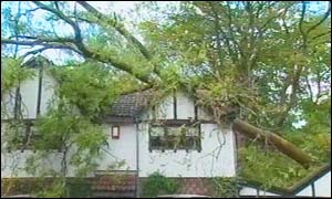 fallen tree