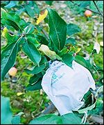 Kent orchard