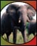 Elephants