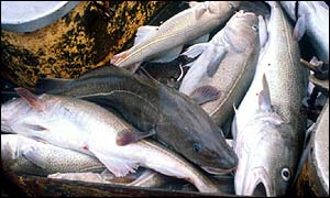 Cod in boat