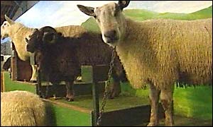 Sheep attraction at Ewephoria