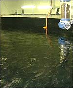 Cod tanks, bbc