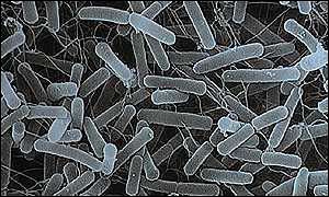 Salmonella