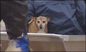 Pet rescue