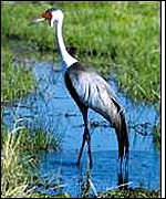 Wattled Crane, Marco Lambertini/BirdLife International