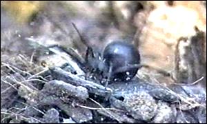 Black Widow Spider